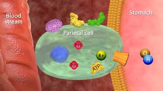 Mechanism of Action Proton Pumps Inhibitors [upl. by Eusassilem743]