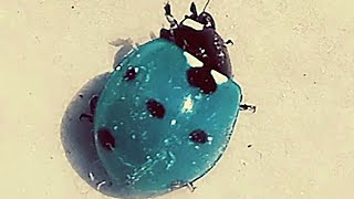 Blue Ladybug  Blue Ladybird  Rare Species of Insect  Amazing Insect  Once Upon a time  Cute 🐞 [upl. by Sabir]