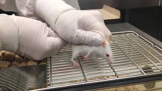 Mouse Subcutaneous SC Injection [upl. by Eddie993]