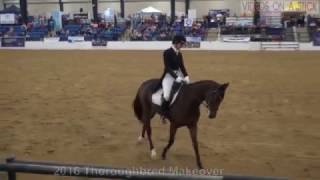 2016 Thoroughbred Makeover Dressage Winners Lauren Turner and Fairway King [upl. by Arahsat]