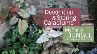 Digging amp Storing Caladiums  Fall Garden Prep  Urban gardening [upl. by Carilyn615]