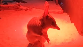 Bilby Running Around Its Exhibit [upl. by Lebazi900]