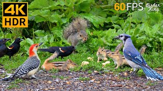 Cat TV for Cats to Watch 😺 Nonstop Chipmunks Birds Squirrels 🐿 8 Hours 4K HDR 60FPS [upl. by Veriee760]