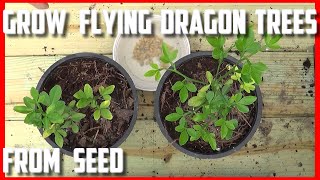 Grow Flying Dragon Hardy Orange Trees From seed [upl. by Ardyce]