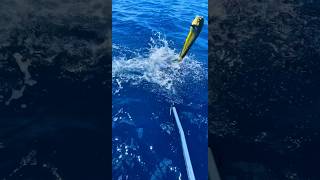 Gaffing🪝Cow Mahi fishing spearfishing fish florida ocean wildlife nature trending viral [upl. by Ilene]