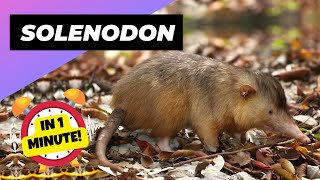 Solenodon  In 1 Minute 🐀 One Of The Cutest And Exotic Animals In The World  1 Minute Animals [upl. by Jezreel]