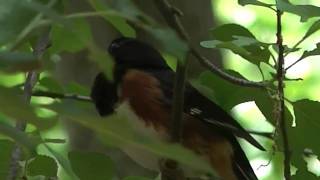 Rufous Sided Towhee call [upl. by Ivzt]