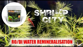 RO water for Cherry Shrimp Salty Shrimp  Shrimp City [upl. by Neill]