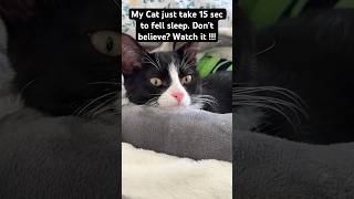 My Cat take exactly 15 sec to fell sleep cat kitten sleep shorts [upl. by Aivonas]