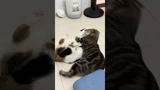 😺Daily Cat Adventures CuteCats FelineFun CatLovers fatcat cat funny shorts cats fyp love [upl. by Aivatnwahs998]