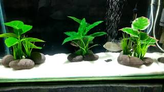 how to solve cloudy water in aquarium in hindi [upl. by Nace]