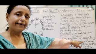 The teeth Dentition 9th ICSE [upl. by Eerahc]