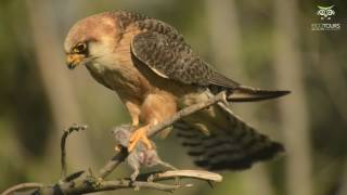 Bird photography and Bird watching hides in Hungary [upl. by Killam18]