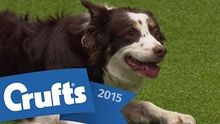 Agility  Championship Round 1  Jumping  Crufts 2015 [upl. by Ulla]