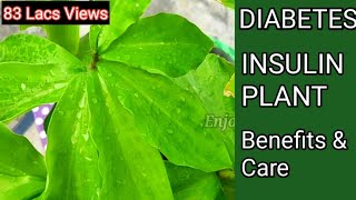 Diabetes Insulin plant  इंसुलिन का पौधा  sugar control plant  medicina plant  costus igneous [upl. by Anetta]