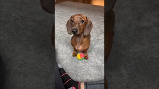 Emergency treat run for mini doxie [upl. by Kessiah410]