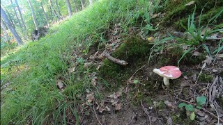 Tvrda Krasnica Russula rosea R lepida [upl. by Ennelram817]