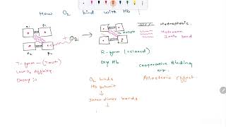 Hemoglobin  Structure  Types  Hemoglobinopathies  HbA HbFHbS HbD HbE  T and R form of Hb [upl. by Karol]