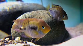 Amatitlania sajica pair The Tbar cichlid  AcuaristasPR [upl. by Cloris482]