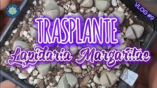 Vlog 9 TRASPLANTE de Lapidaria Margaritae [upl. by Josler392]