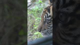 New tiger on exhibit at Louisville Zoo [upl. by Waly106]