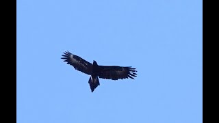 Wedgetailed Eagle flying over the Moggill Forest [upl. by Eelyr]