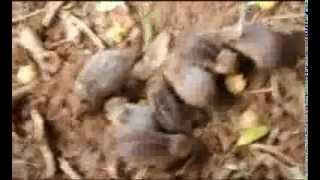 Tenrecs in the park Madagascar Exotic [upl. by Onailimixam]