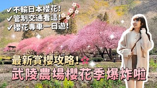 2024武陵農場櫻花季爆炸啦！不輸日本櫻花的賞櫻攻略！訂不到住宿怎麼辦？最美必拍景點？最新花況、管制交通攻略、櫻花專車一日遊整理！台中過年景點推薦｜Irene麻糬公主 [upl. by Dustman195]