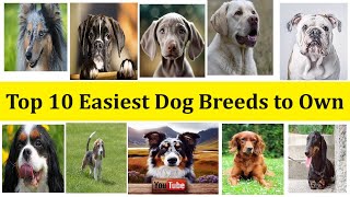 Top 10 Easiest Dog Breeds to Own [upl. by Goddart]