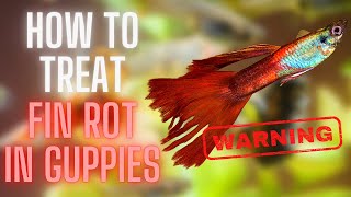 Guppy Fish Care – Fin Rot In Guppies How To Treat Fin Rot In Guppies [upl. by Craw681]