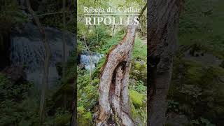 Ribera del Catllar waterfall cascadas bosque rutasdesenderismo pirineus [upl. by Catton]