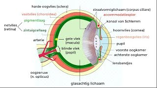 Het oog fysiologie en aandoeningen [upl. by Kcirdnekel]