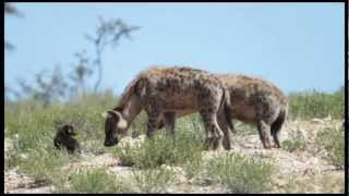 Spotted Hyena Crocuta crocuta Greeting Ceremony [upl. by Norok]