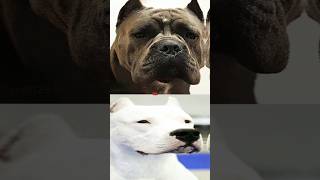 CANE CORSO VS DOGO ARGENTINO [upl. by Eerehc415]