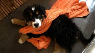 Berner Hundebaby erstes Bad  Video Tagebuch Teil 4 [upl. by Liesa97]