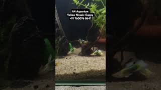 Yellow Mosaic Guppy Fish Available Best Aquarium Shop And Gallery In Ahmedabad Gujarat India shorts [upl. by Say]