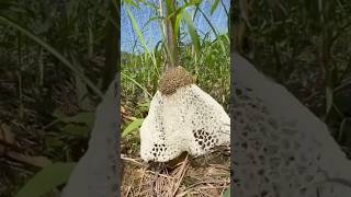 Mushroommushroomlovers garden farming [upl. by Nolyk]