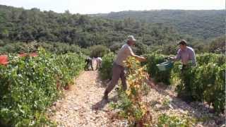 VENDANGES À LA GRANGE DES PÈRES by LOTEL DU VIN [upl. by Eneloj]