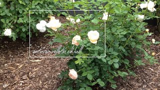 Rose Wollerton Old Hall  David Austin  Rosenvideo  gartenfein HD [upl. by Kappel]