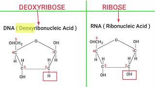 RIBOSE vs DEOXYRIBOSE Sugar [upl. by Yesdnyl]