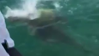 Giant fish eats shark in 1 bite [upl. by Mihe351]