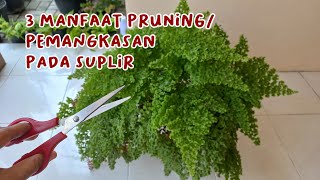 3 Manfaat Pruning Pemangkasan pada Suplir [upl. by Berkly223]