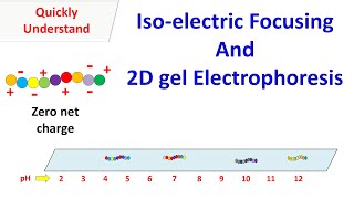 Isoelectric Focusing and 2D gel electrophoresis [upl. by Ver]