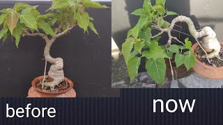 bonsai restyling [upl. by Colston]