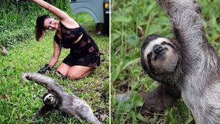 Sloth Becomes Fitness Inspiration After Tourists Spot The Animal On The Side of The Road Doing Yoga [upl. by Anirdna]