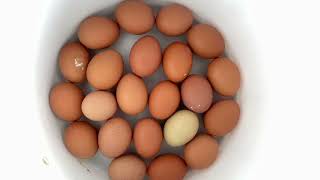 ¿CUANTOS HUEVOS PRODUCEN 100 GALLINAS AL DÍA En este video te lo explico [upl. by Eldoria]