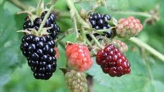 THORNLESS PRIMACANE BLACKBERRIES [upl. by Lennon]