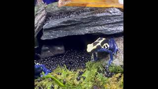 アイゾメヤドクガエル Dendrobates tinctorius Azureus  POISON DART FROG shorts shortsvideo shortsfeed [upl. by Floro224]