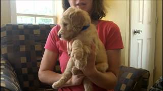 F1B Labradoodle Puppies 5 Weeks Old [upl. by Valoniah145]