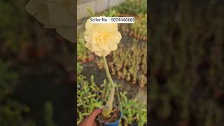 Adenium flower plant beautiful blooming colours [upl. by Geer]